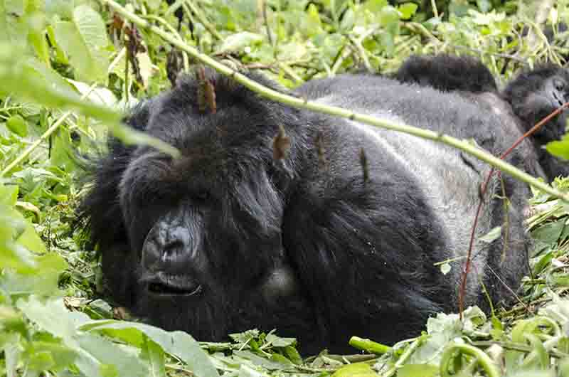 Gorila - selva de Virunga - parque nacional de los Volcanes - Ruanda 08.jpg